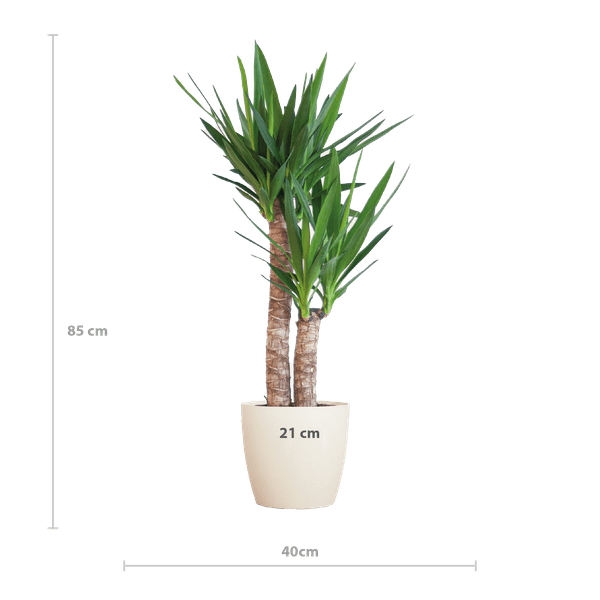 Image of Yucca Elephantipes – Riesen – Palmlilie – Zimmerpflanze – ca. 90cm hoch – Ø21cm – In Übertopf Viber Weiß – Pflegeleicht & nachhaltig-1