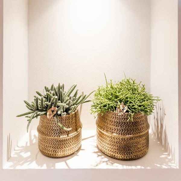 Image of Sukkulenten 2er – Set in goldenen Rillen – Keramiktöpfen – Ø9cm – Pflegeleichte Crassula Ovata & Crassula Hobbit – Zimmerpflanzen für Zuhause & Büro