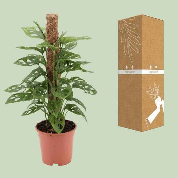 Image of Fensterblatt Monstera Monkey Leaf Zimmerpflanze Ø17cm ↕60cm – pflegeleichte Grünpflanze für Wohnzimmer, Büro & helle Standorte kaufen-2