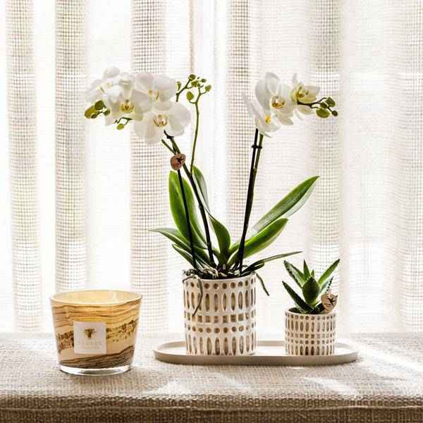 Image of Mosaik Ziertopf – Ø9cm – Eleganter Blumentopf mit goldenen Mosaikdetails – Pflanztopf für Sukkulenten & kleine Pflanzen