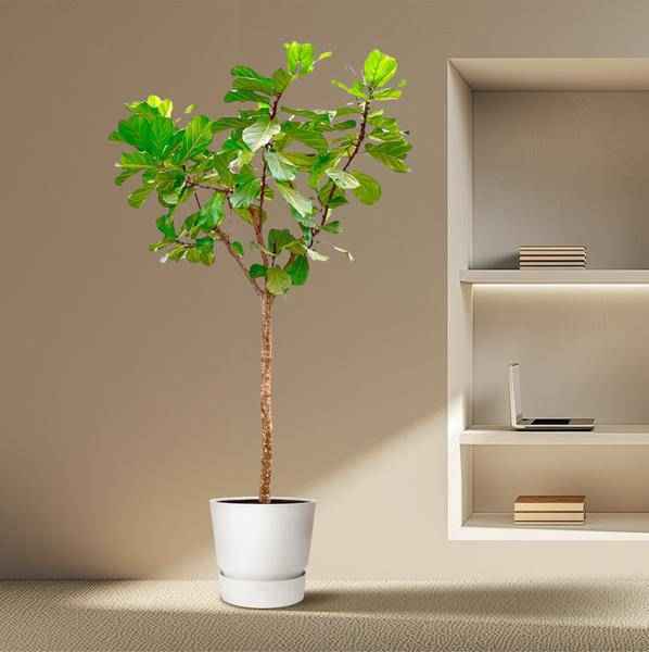 Image of Geigen – Feige – Ficus Lyrata XXL – Zimmerpflanze 300cm – Ø55cm – Exklusive Designpflanze mit großen geigenförmigen Blättern – Tropische XXL-4