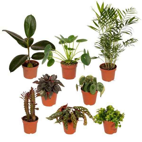 Image of Außenseiterbox 8 Pflanzen Ø12cm – pflegeleichtes Pflanzen Set für Urban Jungle, Fensterbank, Wohnzimmer & Büro-0