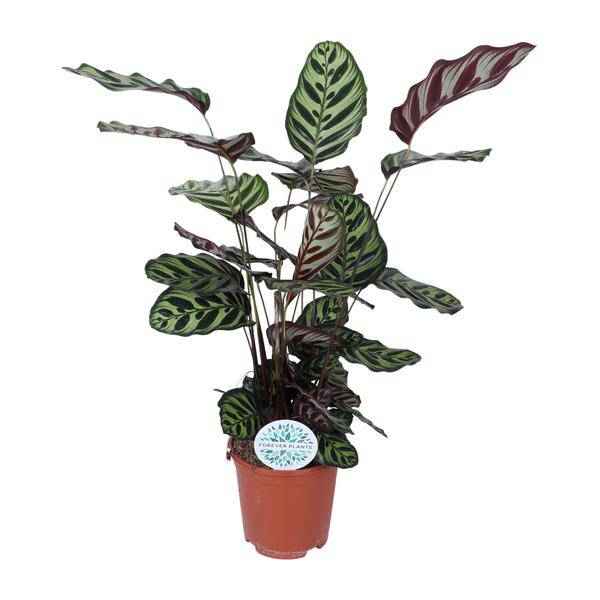Image of Pfauen-Korbmaranthe Calathea Makoyana – Zimmerpflanze Ø21cm – ca. 70cm hoch – Pflegeleichte, dekorative Zimmerpflanze mit auffälligem Blattmuster-0