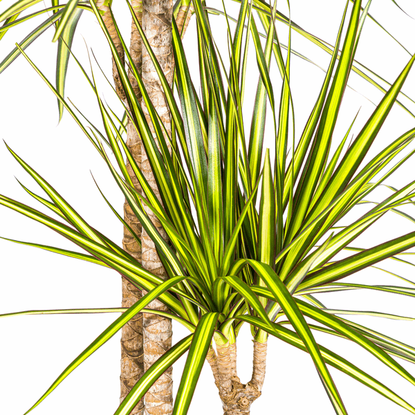 Image of Dracaena marginata Sunray – Drachenbaum – Zimmerpflanze – Ø24cm – ↕130-150cm – Tropische Pflanze für hellen Innenbereich