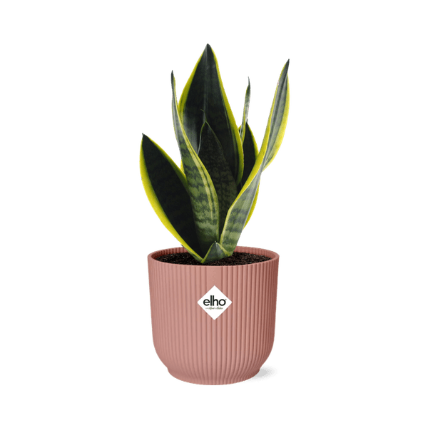 Image of Bogenhanf Sansevieria Futura Superba – Schwiegermutterzunge Zimmerpflanze inkl. Ziertopf Vibes Fold Rosa Ø14cm – Pflegeleicht & luftreinigend-0