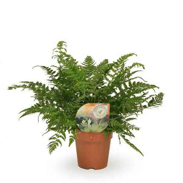Image of Schmaler Schildfarn – Polystichum Tsussimense / Athyrium – Zimmerpflanze – Ø12cm – ca. 30cm hoch – pflegeleichte Grünpflanze für Innenräume-0