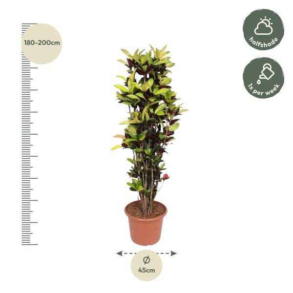 Image of Wunderstrauch – Codiaeum Iceton Croton – Zimmerpflanze ca. 190cm Höhe – Ø45cm – dekorative Pflanze mit bunten Blättern für Wohnzimmer & Büro-1