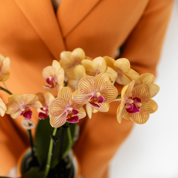 Image of Phalaenopsis Orchidee Bozen Orange – Zimmerpflanze Ø9cm – inkl. Painted Stripe Topf Orange – Exotische Orchidee mit 2-3 Blütenstielen-3