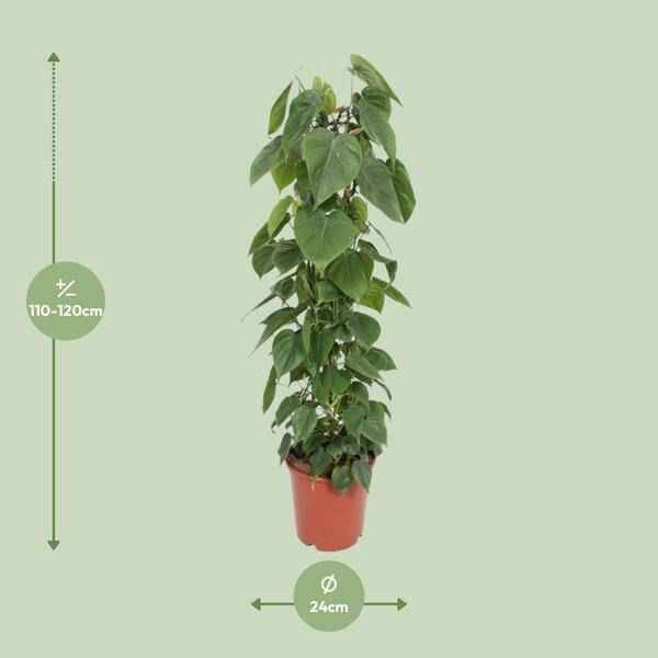Image of Baumfreund Philodendron Scandens Zimmerpflanze Ø24cm ↕120cm – pflegeleichte Grünpflanze für Wohnzimmer, Büro & helle Standorte kaufen