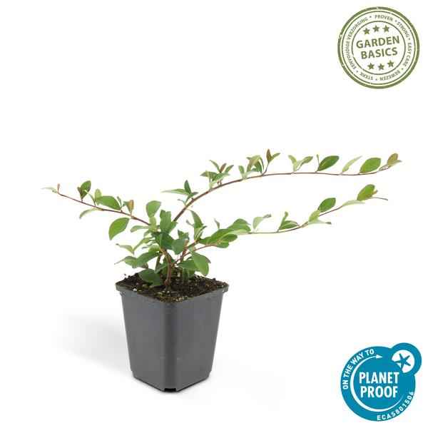 Image of Teppichmispel Cotoneaster dammeri 'Major' – 6 Pflanzen – ↕25cm – Ø9cm – Bodendecker – Blühend & pflegeleicht – Sonne & Schatten