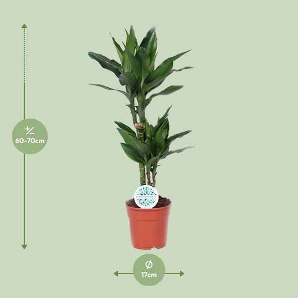 Image of Drachenbaum Dracaena Janet Lind Zimmerpflanze Ø17cm ↕70cm – pflegeleichte Grünpflanze für Wohnzimmer, Büro & helle Standorte kaufen-1