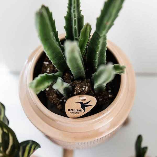 Image of Stapelia Zimmerpflanze Ø9cm – pflegeleichte Sukkulente für Wohnzimmer, Büro & helle Standorte kaufen-3