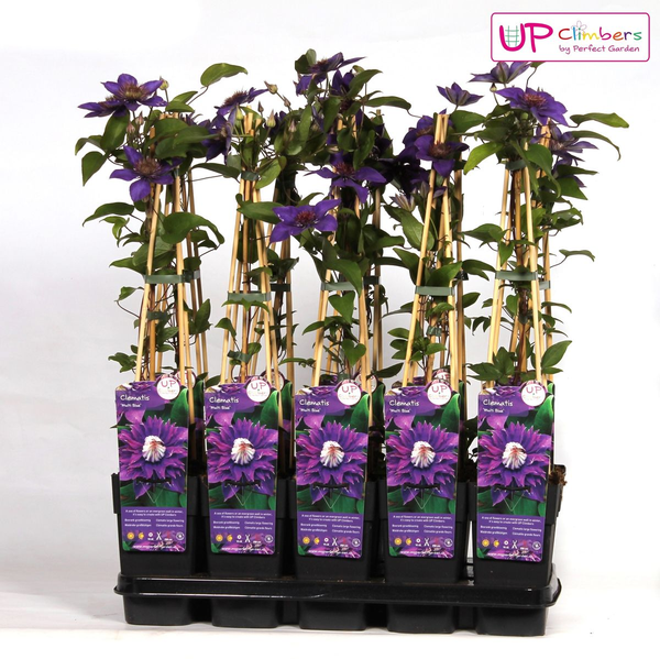 Image of Waldrebe Clematis Multi Blue Kletterpflanze Ø15cm ↕65cm – winterharte Pflanze für Garten, Balkon, Terrasse, Kübel & Beet online kaufen