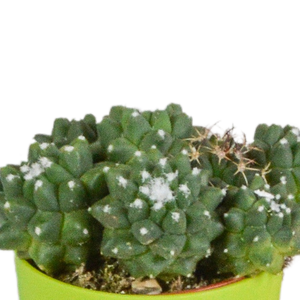 Image of Kakteen Mix – 5 Pflanzen – Ø5,5cm Zimmerpflanzen im farbigen Kunststofftopf – Verschiedene Mini – Kakteen