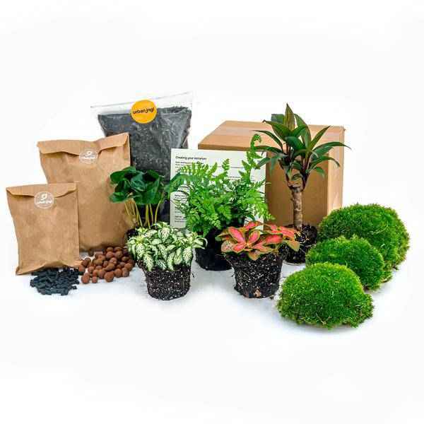 Image of Flaschengarten – Set Dschungel 5 – DIY Pflanzenterrarium mit Coffea, Farn, Palme & Fittonia – Nachfüllpack & Starter – Kit-0