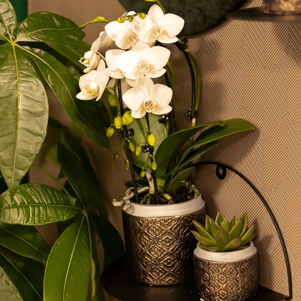 Image of Weiße Phalaenopsis-Orchidee Niagara Fall – Ø9cm – Blühende Zimmerpflanze – Luxuriöse, langlebige weiße Blüten – 35-40cm hoch-4