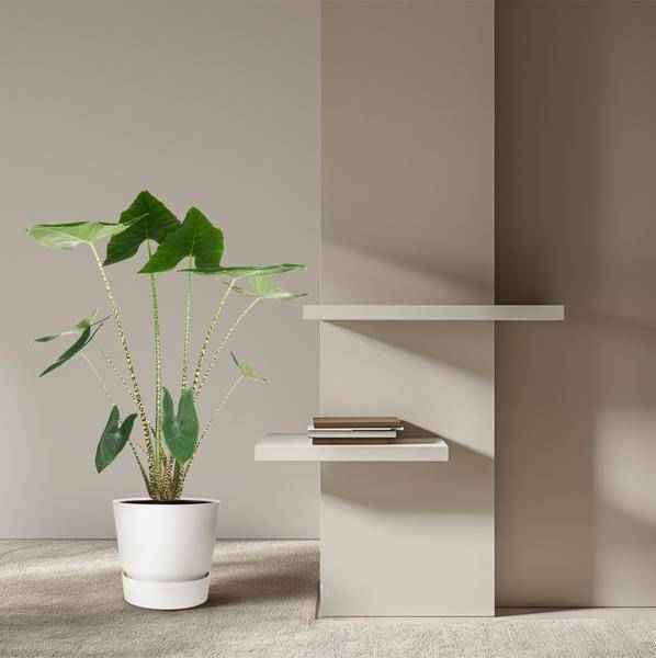 Image of Tiger – Pfeilblatt Alocasia Zebrina Zimmerpflanze Ø32cm ↕130cm – pflegeleichte Grünpflanze für Wohnzimmer, Büro & helle Standorte kaufen-3