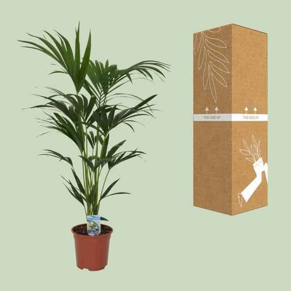 Image of Kentia Palme Howea forsteriana Zimmerpflanze Ø21cm ↕120cm – tropische Grünpflanze für Wohnzimmer, Büro & helle Standorte kaufen-2
