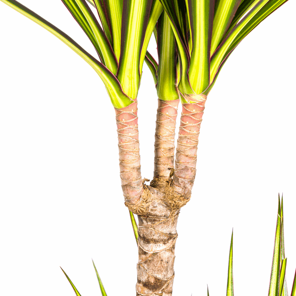 Image of Dracaena Marginata Sunray Drachenbaum – Zimmerpflanze Ø19cm – ca. 80-100cm hoch – Tropischer Akzent mit grünen und gelben Blättern-2