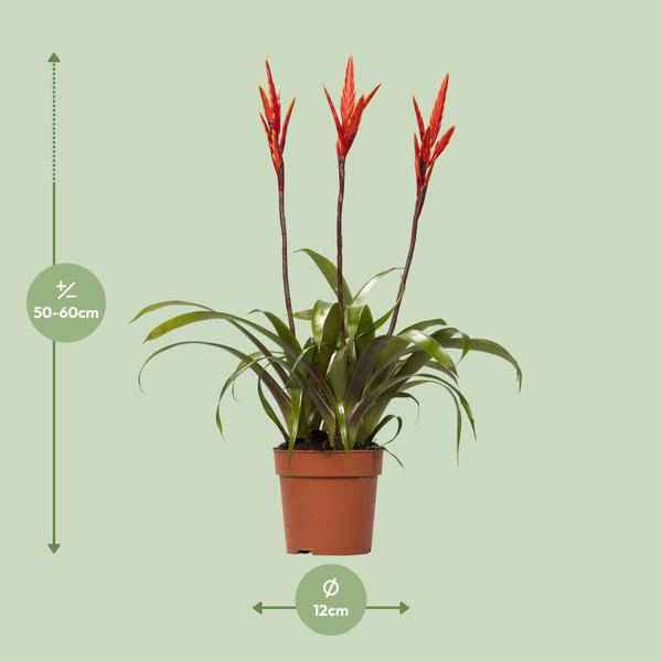 Image of Bromelie Vriesea Elan Toef Zimmerpflanze Ø12cm ↕55cm – pflegeleichte Grünpflanze für Wohnzimmer, Büro & helle Standorte kaufen-1