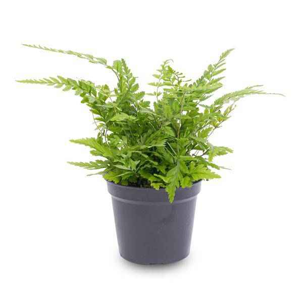 Image of Farn Athyrium spicatum – pflegeleichter Flaschengarten im Glas, Pflanzen Terrarium für Wohnzimmer & Büro-1