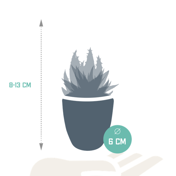 Image of Sukkulenten Mix Gasteria & Haworthia – 5 Pflanzen – Ø5,5cm Zimmerpflanzen im weißen Topf – Verschiedene Mini – Sukkulenten