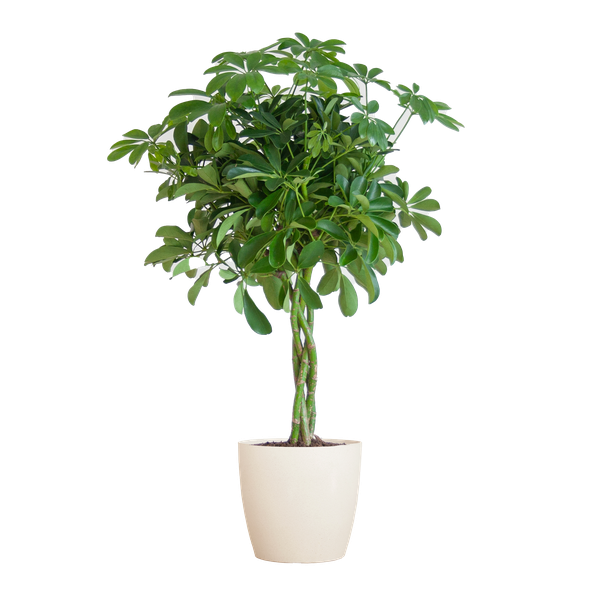 Image of Schefflera Arboricola Nora – Birkenfeige – Zimmerpflanze inkl. Übertopf – ↕70cm – Ø21cm – Handförmige Blätter – Pflegeleicht & dekorativ