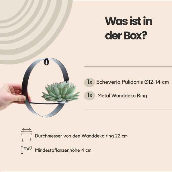 Image of Sukkulente Echeveria Pulidonis – Rootless Schnitt – Sukkulente – Ø12-14cm Rosette im schwarzen Wanddeko Ring Ø20cm