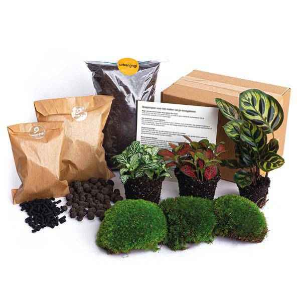 Image of Flaschengarten – Paket Calathea Makoyana – Pflanzenterrarium mit Calathea Makoyana & Fittonia – Komplett-0