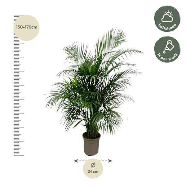 Image of Goldfruchtpalme – Dypsis Lutescens – Areca – Palme – Zimmerpflanze 150cm – Ø24cm – Tropische Grünpflanze mit eleganten Wedeln – Pflegeleicht