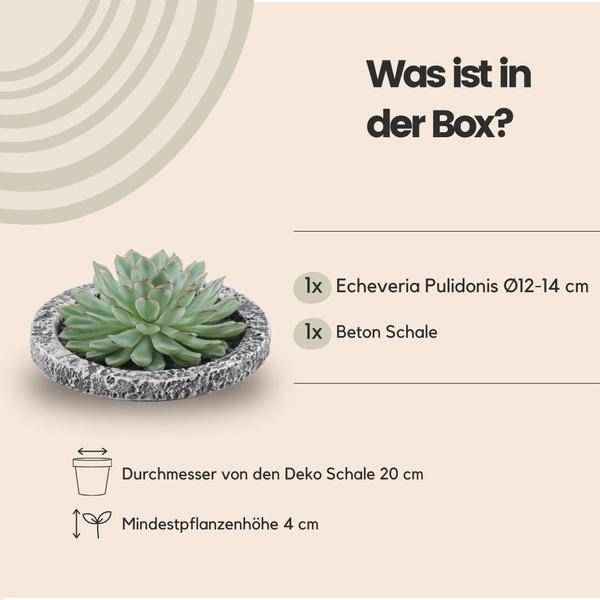 Image of Sukkulente Echeveria pulidonis Rootless Zimmerpflanze Ø20cm – pflegeleichte Sukkulente für Wohnzimmer, Büro & helle Standorte kaufen-3