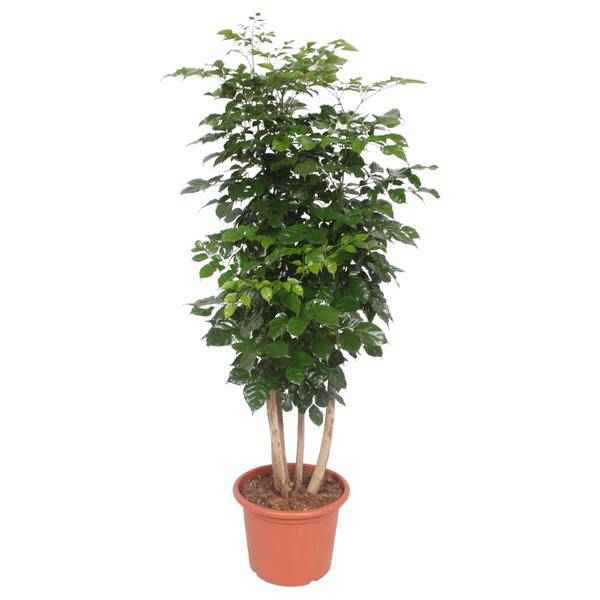 Image of Trompetenbaum – Radermachera Hainanensis – Zimmerpflanze 190cm – Ø34cm – Immergrüne Grünpflanze mit glänzenden Blättern