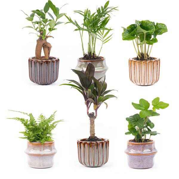 Image of Zimmerpflanzen Set mit 6 Pflanzen + Keramik – Topfset Barcelona – kompakt & stilvoll – Palme