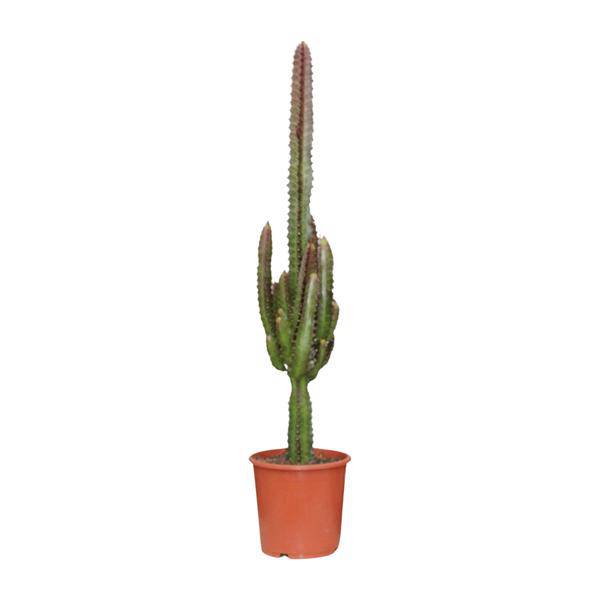 Image of Dreikantige Wolfsmilch Euphorbia Trigona Rubra Zimmerpflanze Ø17cm ↕70cm – pflegeleichte Sukkulente für Wohnzimmer, Büro & helle Standorte kaufen-0