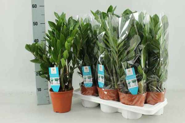 Image of Zamioculcas Zamiifolia Zimmerpflanze Ø14cm ↕55cm – pflegeleichte Grünpflanze für Wohnzimmer, Büro & helle Standorte kaufen