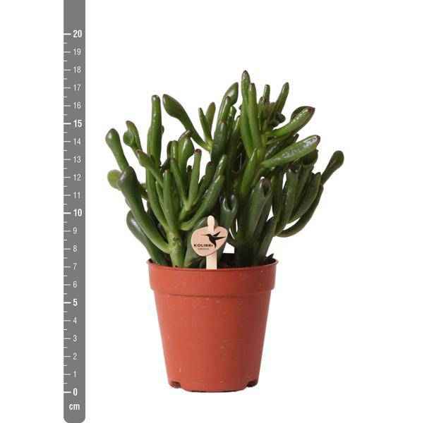 Image of Sukkulente – Crassula Hobbit – Zimmerpflanze – Ø9cmaSukkulente Crassula Hobbit – Robuste Zimmerpflanze – Ø9cm