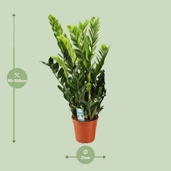 Image of Glücksfeder Zamioculcas Zamiifolia Zimmerpflanze Ø21cm ↕95cm – pflegeleichte Grünpflanze für Wohnzimmer, Büro & helle Standorte kaufen