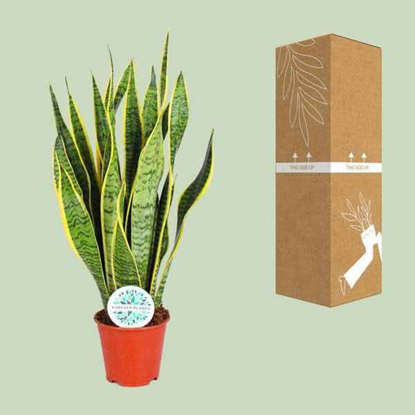 Image of Bogenhanf – Sansevieria Trifasciata Laurentii – Zimmerpflanze – Ø14cm – ca. 50cm hoch – Luftreinigend & extrem pflegeleicht