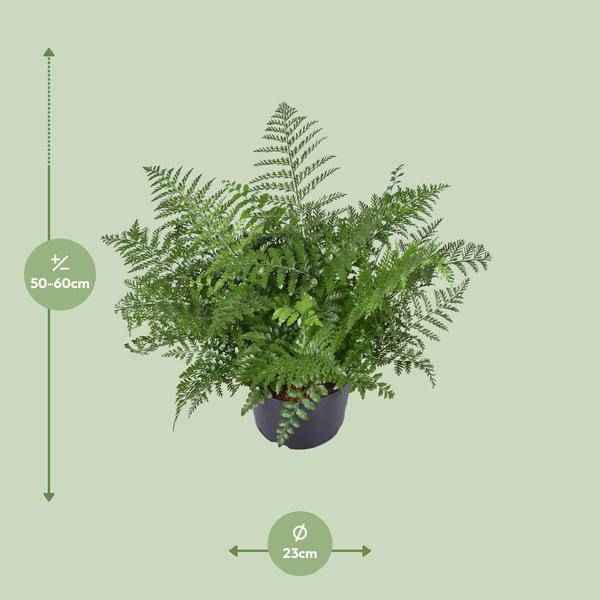 Image of Nestfarn – Asplenium Parvati – Zimmerpflanze – Ø23cm – 55cm hoch – pflegeleichte Grünpflanze für Innenräume – dekorativer Farn für Wohnzimmer & Büro-1