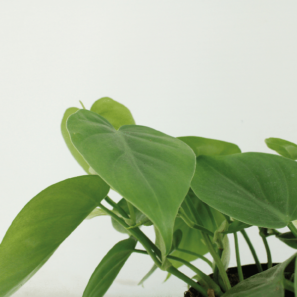 Image of Baumfreund Philodendron Scandens Zimmerpflanze Ø12cm ↕5cm – pflegeleichte Grünpflanze für Wohnzimmer, Büro & helle Standorte kaufen-2