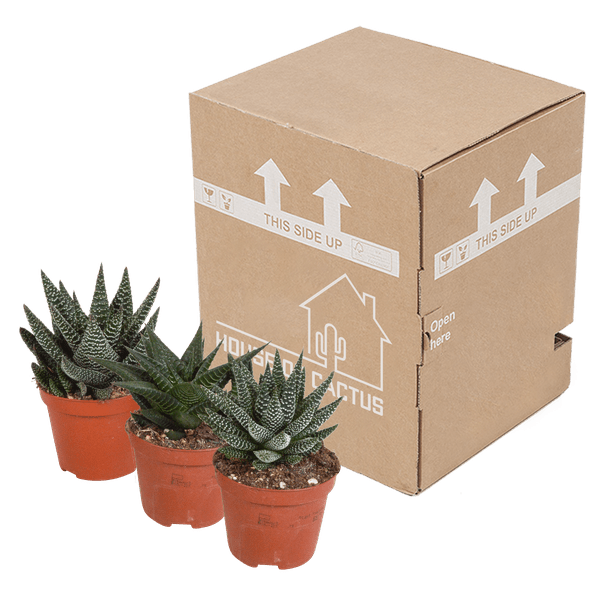 Image of Sukkulenten Mix Gasteria & Haworthia – 3 Pflanzen – Ø8,5cm Zimmerpflanzen – Verschiedene Mini – Sukkulenten-2