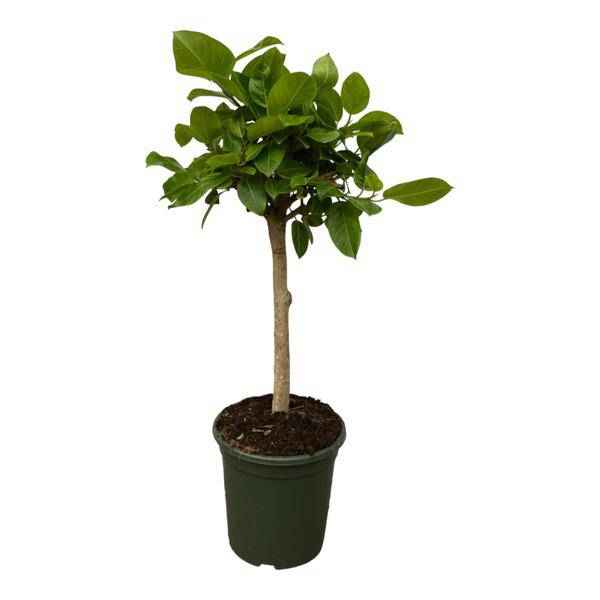 Image of Ficus Altissima variegata – Feigenbaum – Zimmerpflanze – 150cm hoch – Ø33cm-0