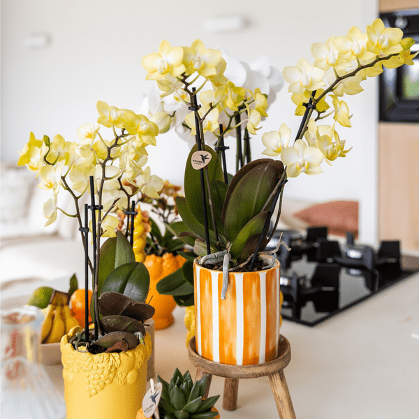 Image of Dekotopf Keramik – Blumentopf Bemalter Streifen Orange – Ø9cm – Modernes Pflanzgefäß für Zimmerpflanzen & Deko-4