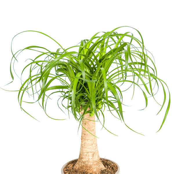 Image of Beaucarnea Recurvata – Elefantenfuß – Zimmerpflanze – Ø17cm – ↕40-60cm – Pflegeleicht & dekorativ