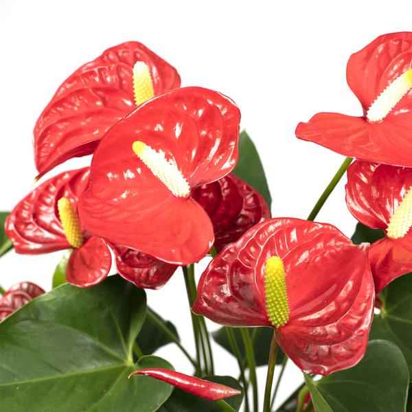 Image of Flamingoblume – Anthurium Rot – Zimmerpflanze – Ø17cm – ↕55cm – Elegante rote Blüten – Pflegeleichte Zimmerpflanze-2