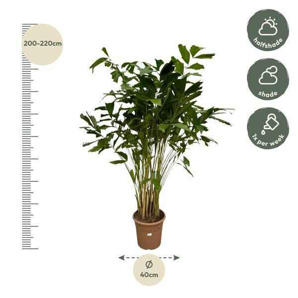 Image of Caryota Mitis – Fischschwanzpalme – Zimmerpflanze ↕210cm – Ø40cm – Tropische Rarität mit gefiederten Blättern – XXL Palme für Zimmer & Büro-1
