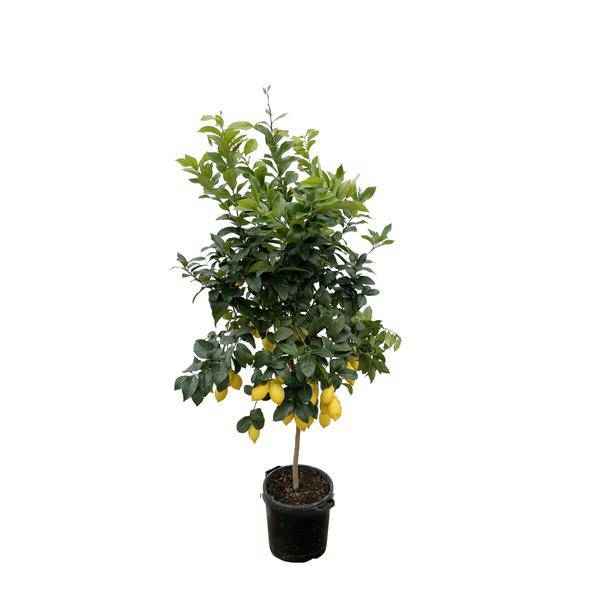 Image of Orangenbaum – Citrus Calamondin – Zitruspflanze 200cm Ø40cm – Kübelpflanze mit duftenden Blüten & Früchten-0