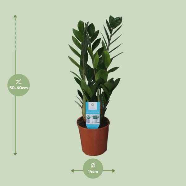 Image of Glücksfeder Zamioculcas Zamiifolia Zimmerpflanze Ø14cm ↕55cm – pflegeleichte Grünpflanze für Wohnzimmer, Büro & helle Standorte kaufen-1