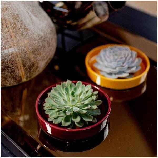 Image of Sukkulente Echeveria Pulidonis Rootless Zimmerpflanze Ø20cm ↕5cm – pflegeleichte Sukkulente für Wohnzimmer, Büro & helle Standorte kaufen-1