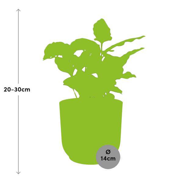 Image of Kaffee Pflanze Coffea Arabica Zimmerpflanze – pflegeleichte Grünpflanze für Wohnzimmer, Büro & helle Standorte kaufen-1